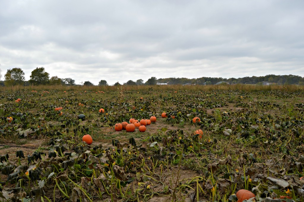 pumpkin patch 9