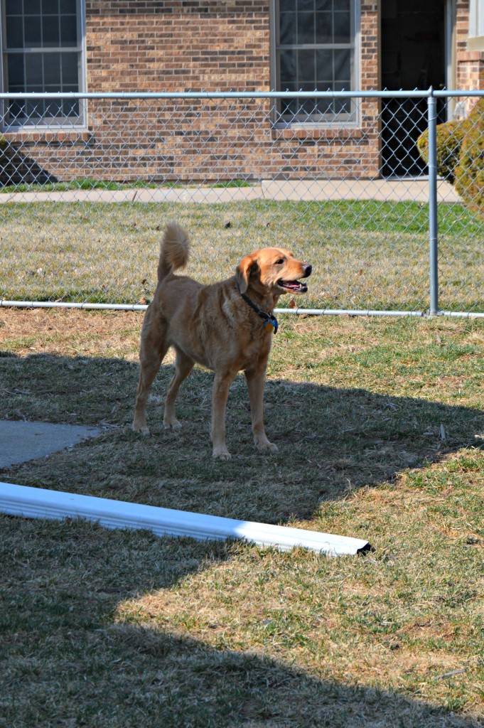 Lola outside