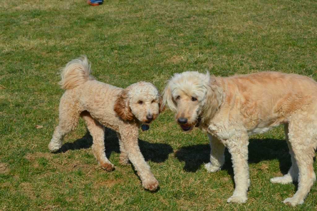 Ruby and Sadie